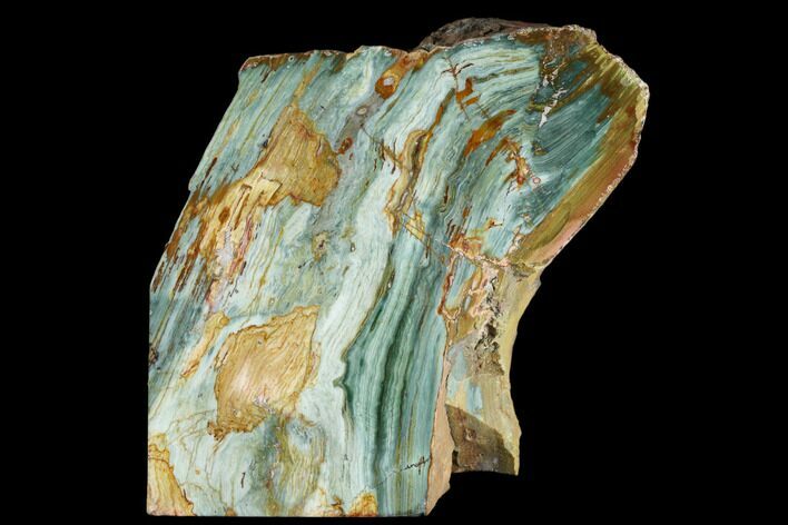Polished, Gary Green (Larsonite) Petrified Wood - Oregon #181937